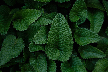 Fototapeta na wymiar Natural green background. Green banner. Green texture from the leaf.