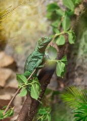 green lizard