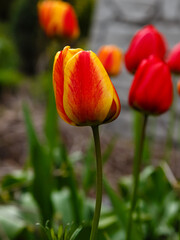 Red and yellow tulip in spring garden