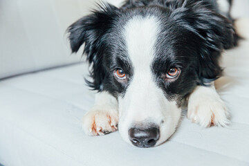 Funny portrait of cute smiling puppy dog border collie on couch