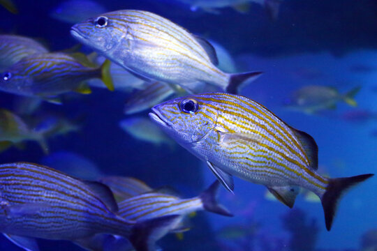 Another close up to the fish