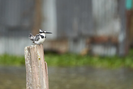 Pied kingfisher Ceryle rudis Portrait of a water fish hunter