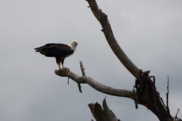 African Fish Sea Eagle Catching Fish Lake Hunting Haliaeetus vocifer