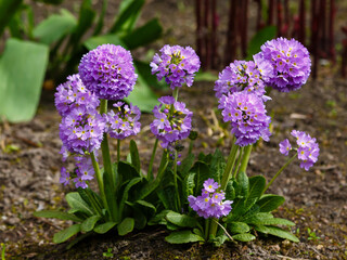 Obraz premium Primula denticulata purple in springtime. Pink Primula denticulata (Drumstick Primula) in garden