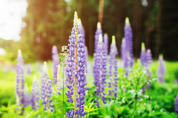 Heather flowers in a field against a forest in the sun - heather honey on a rural bee apiary