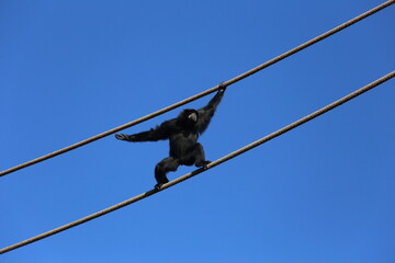 This is a very brave monkey