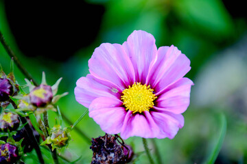 Obraz premium purple flower