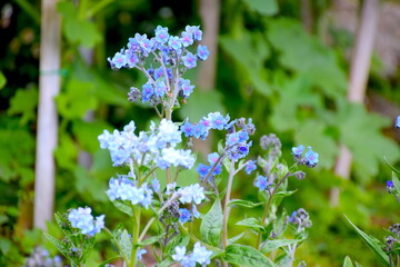 forget me not flowers