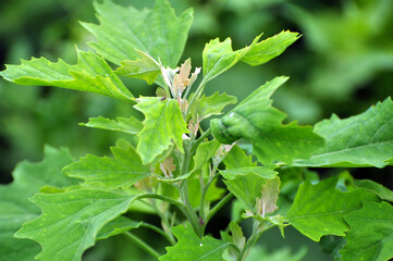 In nature, the grows orach (Chenopodium album)