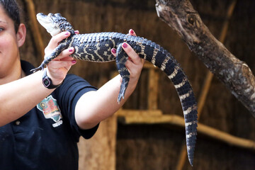 A baby crocodile in the zoo