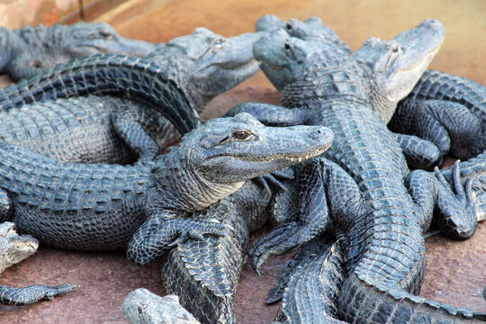 Baby alligators taking a nap