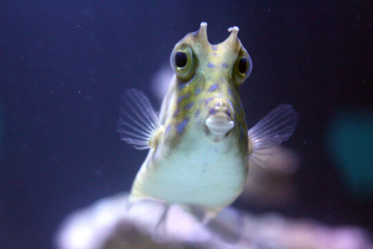 This fish looks like interested