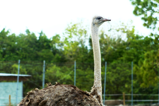 A big ostrich watching tourists