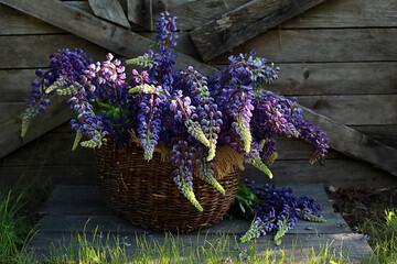 A bouquet of lupines in a wicker basket on a wooden table against the wall.