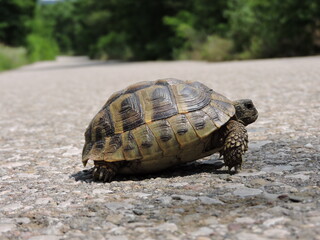 turtle on the road