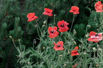 Red poppy flowers on background of pine trees