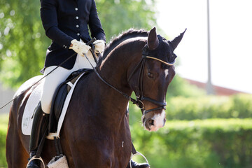 Turnierreiten Pferdesport Dessur reiten sportlich 