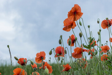 Red poppy flowers on background of sky