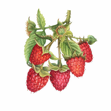 Closeup of a branch of red raspberry fruits (known as Rubus idaeus) with green leaves. Watercolor hand drawn painting illustration isolated on white background.