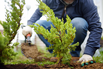 Gardener planting juniper plants in the yard. Seasonal works in the garden. Landscape design....