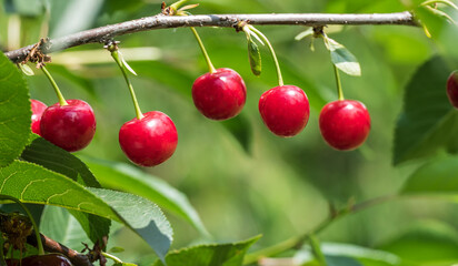 Ripe fresh red sour cherry on a green leafy tree.