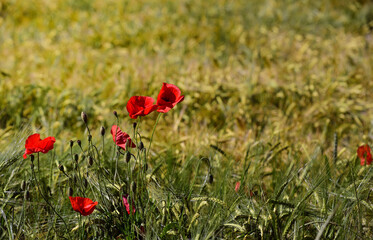 Red wild corn poppy grows in the sunlight on a meadow