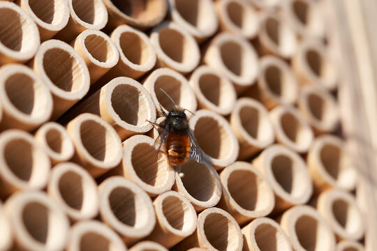 Osmia cornuta European orchard bee Osmia orange