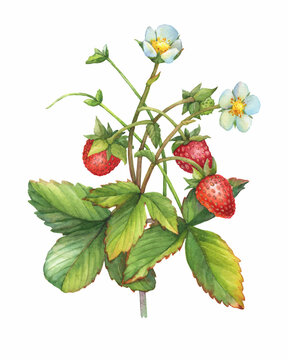 Closeup of a branch of red wild strawberry fruits (known as Fragaria vesca, woodland strawberry) with green leaves. Watercolor hand drawn painting illustration isolated on white background.