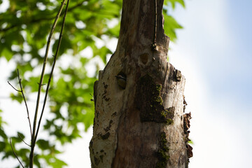 Great spotted woodpecker Dendrocopos major Switzerland infront of his home tree whole