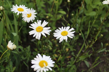 five or more camomile flowers with small white petals and a yellow orange center in the green grass with a place to insert text