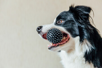 Funny portrait of cute smiling puppy dog border collie playing w