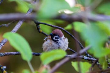blue tit on a branch