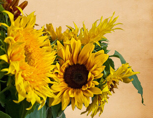 Sunflowers with old vintage paper background with plenty of room for custom text message.