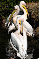 Three pelicans preen and clean