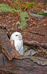 This snowy white owl with yellow eyes, stands out starkly against its forest setting.  He is sitting on the ground next to some fallen logs.