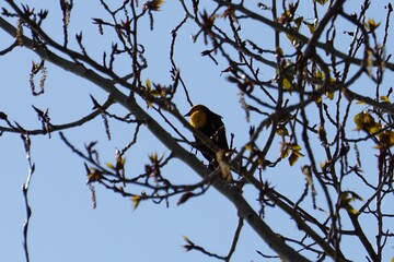 Yellow-headed blackbird in tree