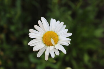 Fototapeta premium flora flower chamomile flower with many small white petals and a yellow or orange middle close up on top with a place to insert text