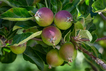 Fruit Growing on an Apple Tree in Early Summer