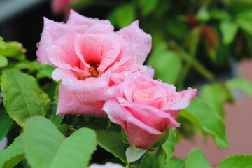 pink rose in garden