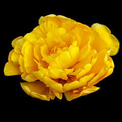Yellow double tulip isolated in black background