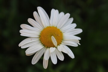 Obraz premium flora chamomile flower with small white petals and a bright yellow center close up with a place to insert text