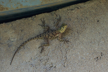 Common agama red headed rock agama or rainbow agama a lizard family Agamidae female Amboseli Kenya