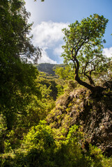 trees in the mountains