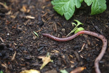 Fotobehang Earthworm © Anna Ritter
