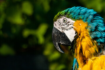 blue and gold macaw