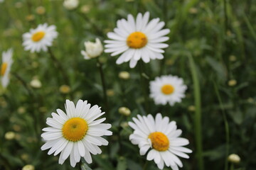 Fototapeta premium flora chamomile flowers with small white petals bright yellow center close up view from above or from the side with space for text