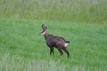 Chamois Rupicapra rupicapra goat antelope switzerland Jura Aargau