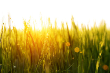 Ears of green wheat in the rays of the setting sun. Beautiful sunset.