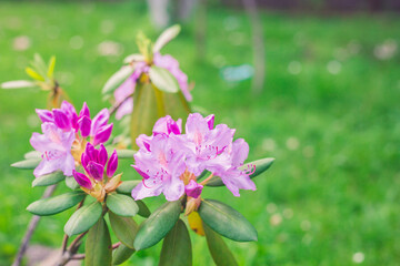 pink flowers in the garden