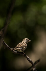 Female chipping sparrow